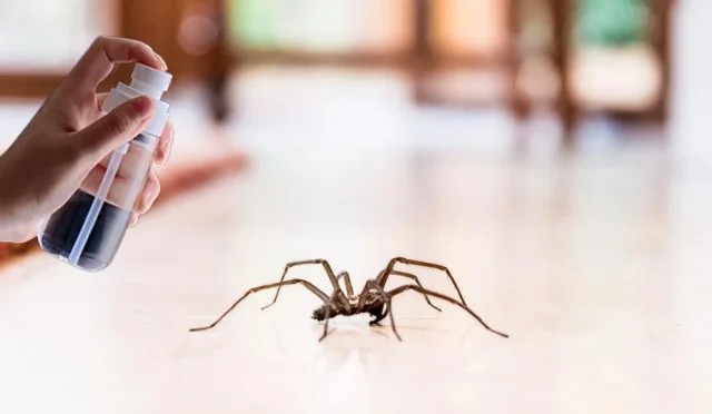 evdeki-örümcekten-kurtul