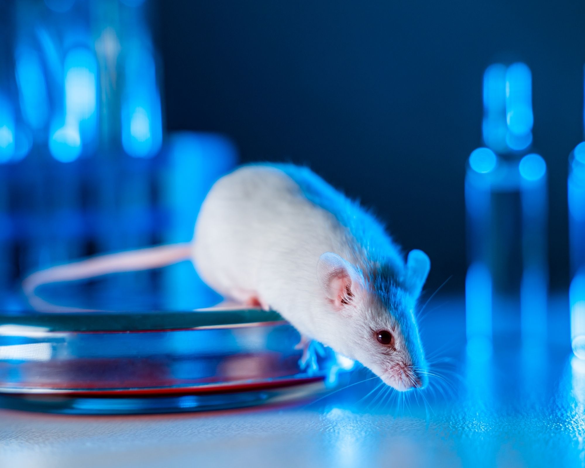 Bilim İnsanları Farelerin Hayal Gücünü Keşfetti
