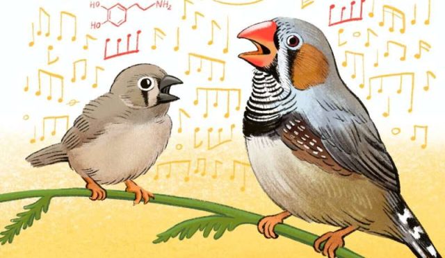 Bir Kuşun Şarkısı ve Beynimizin Sırları!