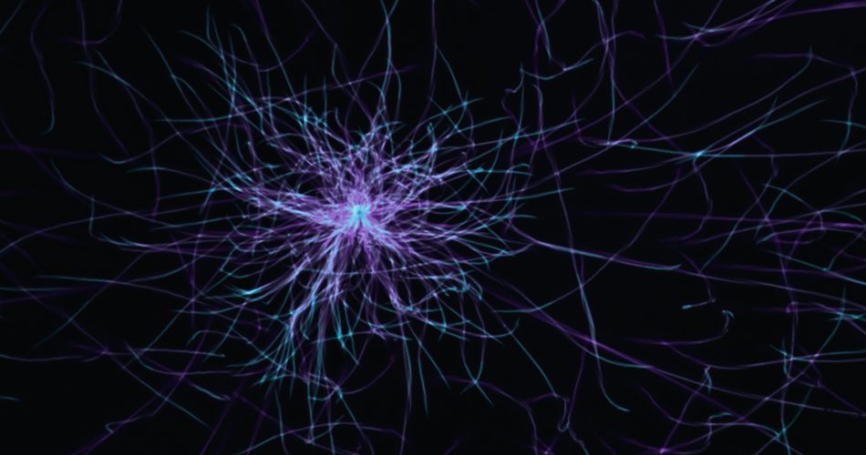 Amigdala'da Keşfedilen Yeni Kahramanlar