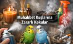 Muhabbet Kuşlarına Zararlı Kokular