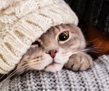 Kedilerin Gizli Şifası: Mırlama Frekansının İyileştirici Gücü